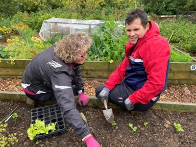 Two volunteers sit on the side of a raised vegetable bed outdoors, pulling up lettuces while wearing gardening gloves.